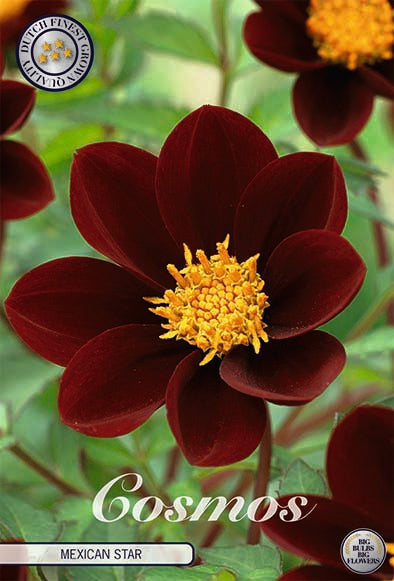 Cosmos Mexican Star 1-pakning